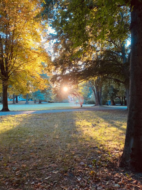 Selbstheilung: Ich heile mich jetzt&nbsp;selbst